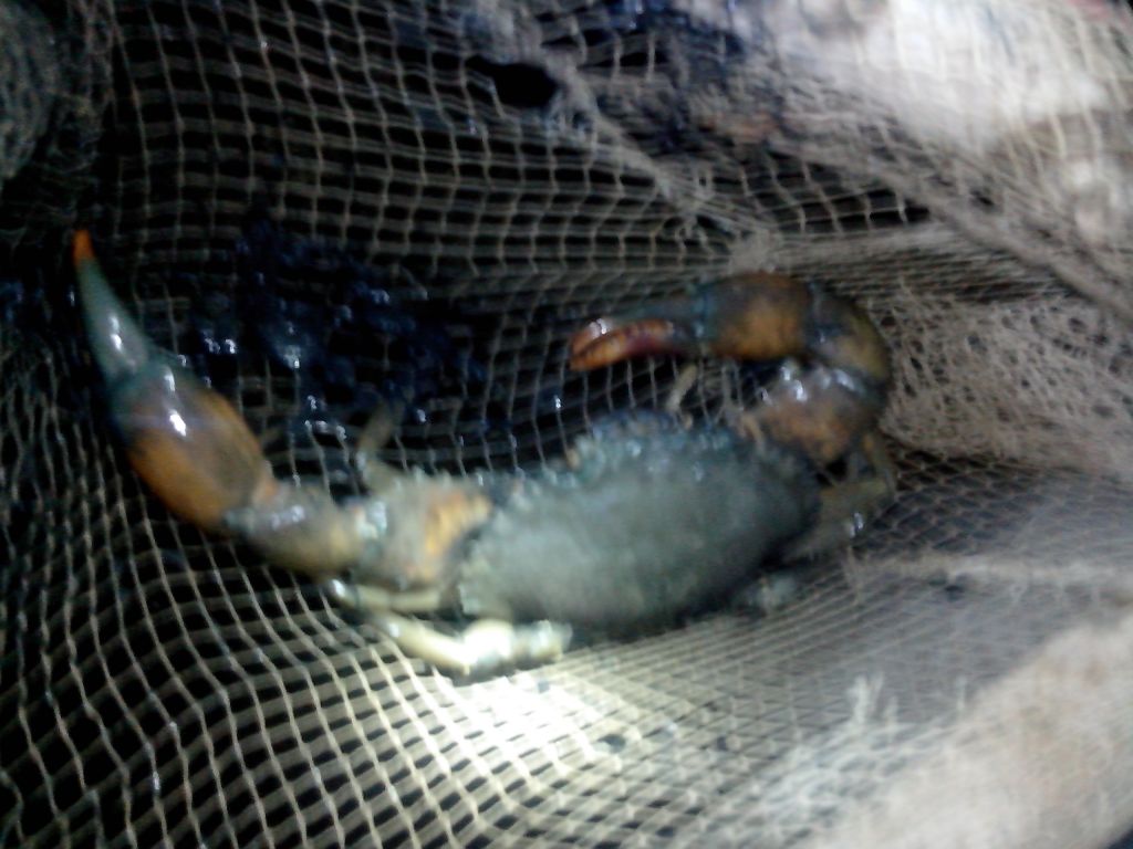 live mud crab