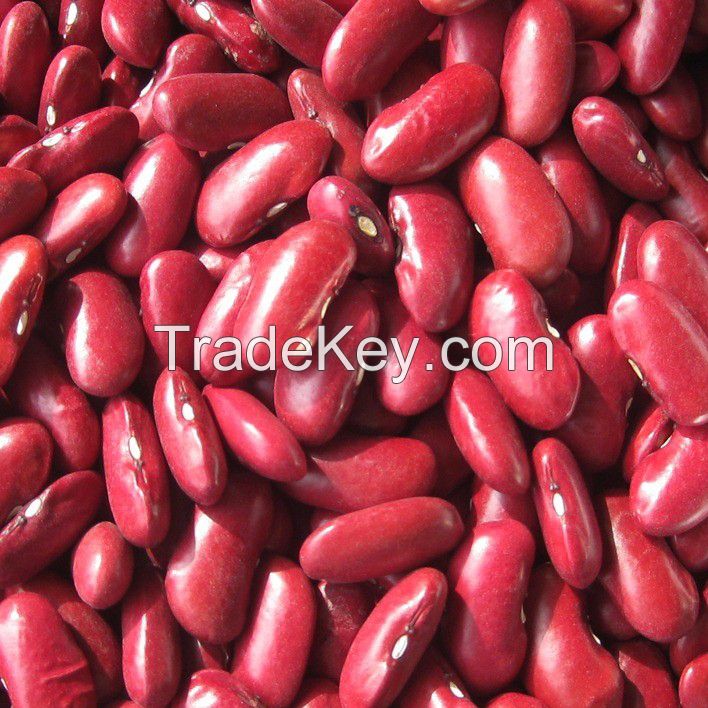 red kidney bean