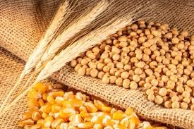 Corn Feed for Poultry Farms and Livestock Nutrition