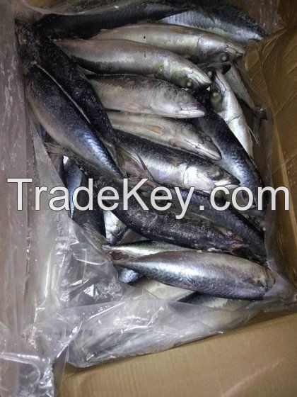 Frozen Pacific Mackerel Fish