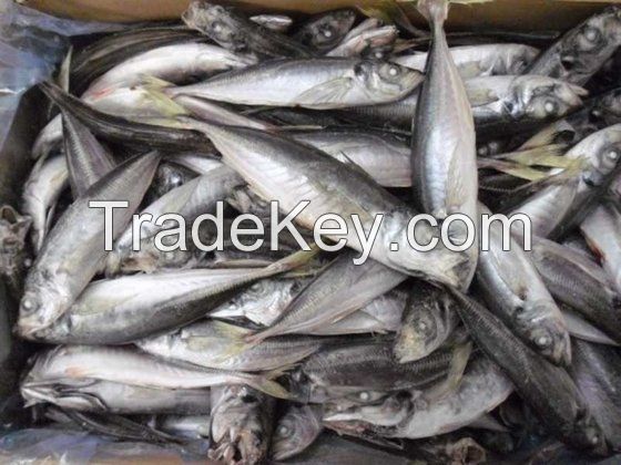 Frozen Horse Atlantic Mackerel Fish