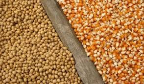 Reliable Corn Feed Supplier for Agricultural Businesses