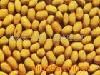 Sell Soybeans Extract