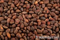 Pine Nuts