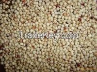 Sorghum