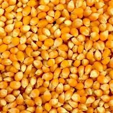 High Quality Animal Feed Corn for Feed Manufacturers