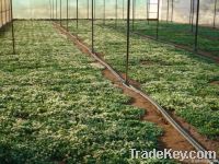 Health Product Agents