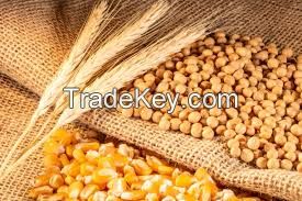 Industrial Supply Corn Feed for Global Feed Markets