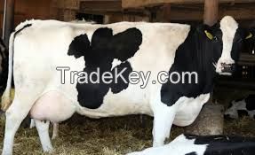 Pregnant Holstein Heifers