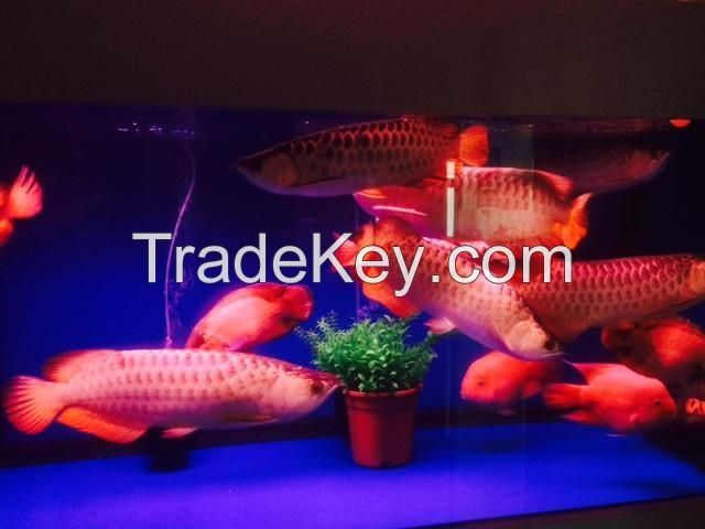 Arowana fish of all kinds  available