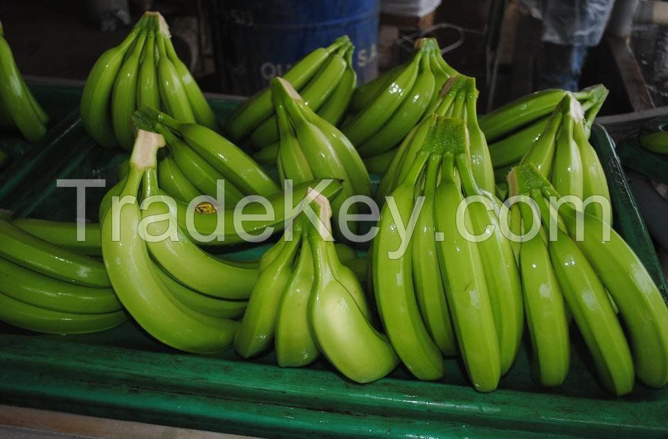 Green Cavendish Banana