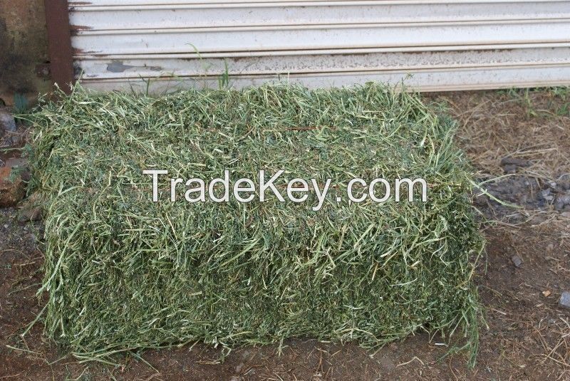 Grade A Alfalfa and Timothy Hay Lucerne