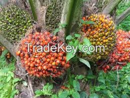 RED PALM EDIBLE OIL