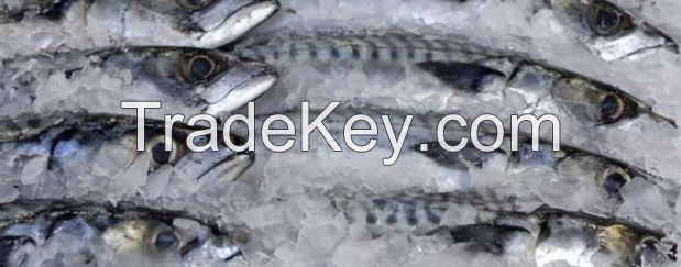 Sell Frozen Seafood