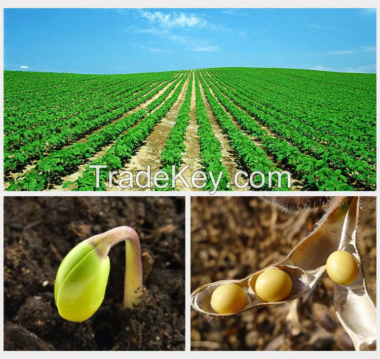 certified organic soybeans