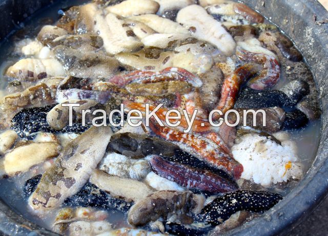 sea cucumber for sale