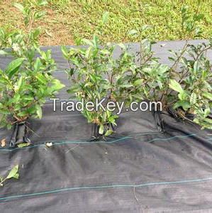 Polypropylene Copmposite Non Woven Fabric Weed Control Fabric