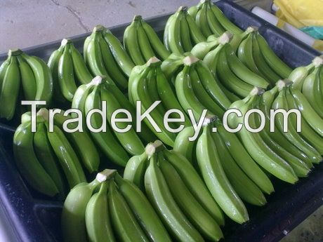 FRESH GREEN CAVENDISH BANANA