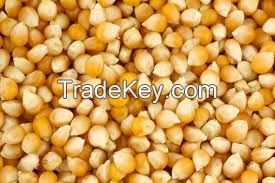 whiet/ YELLOW CORN