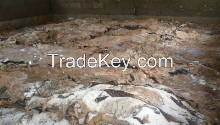 Wet Salted Cow Hides