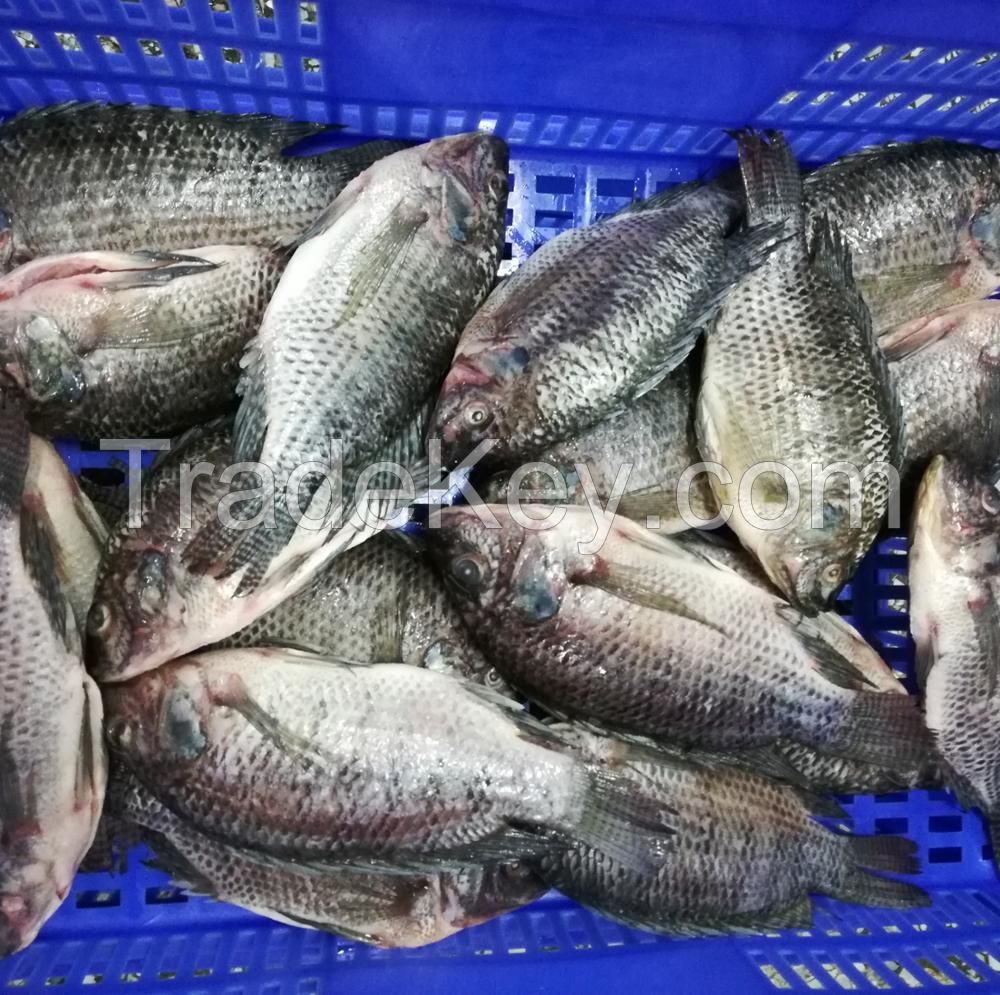 frozen whole tilapia / frozen Spanish mackerel fish/frozen Pacific mackerel fish