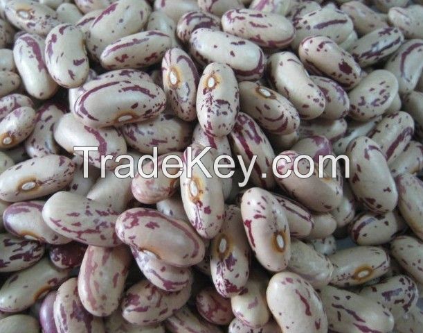 light speckled kidney bean