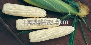 Sell Maize