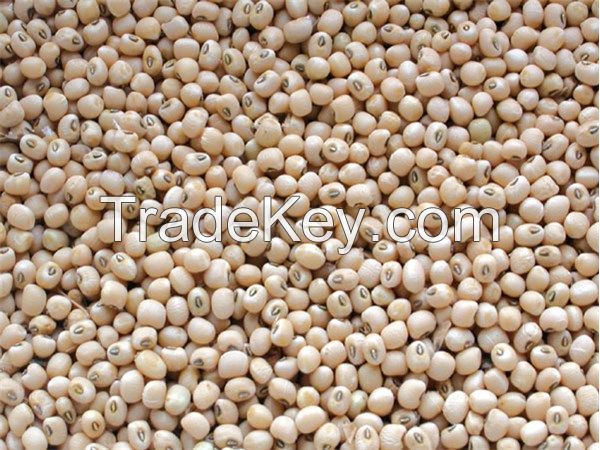 High-quality white cowpea seed