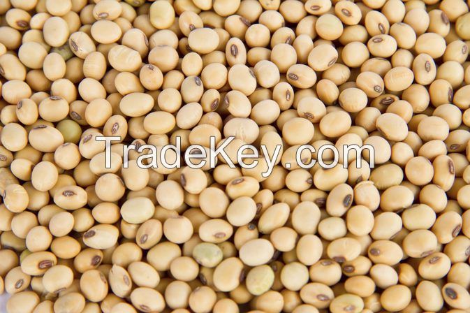 SOYBEANS FROM NIGERIA