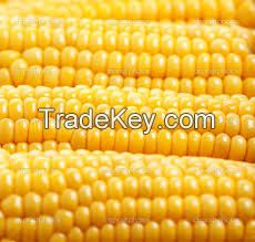 Yellow Corn