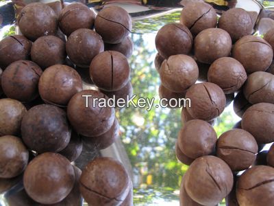 Macadamia Nut without and In Shell