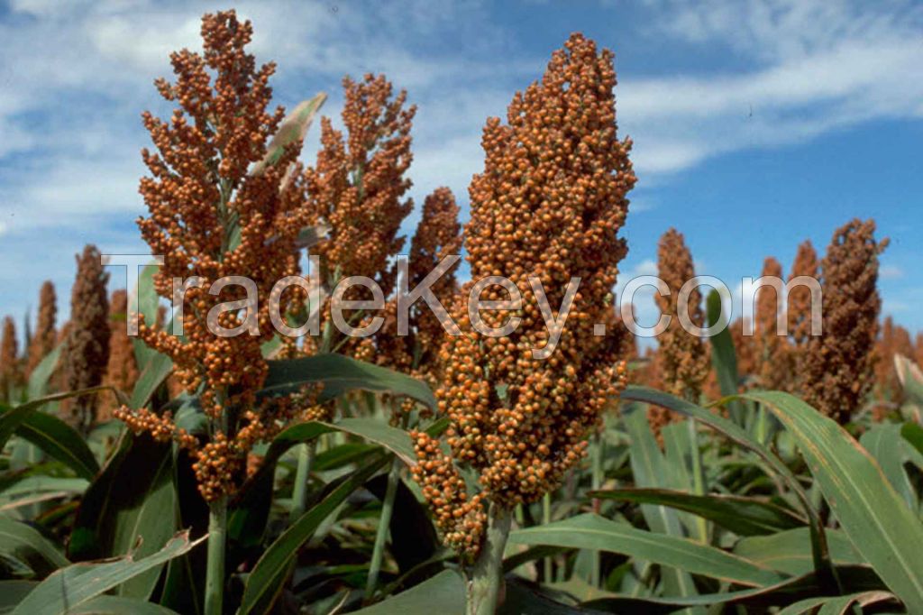 Sorghum