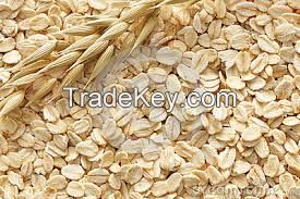 Quality Oats Grains For Sale