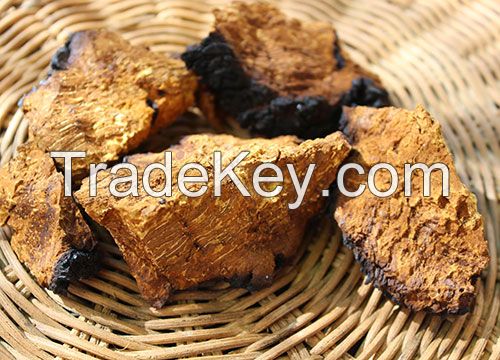 chaga mushroom