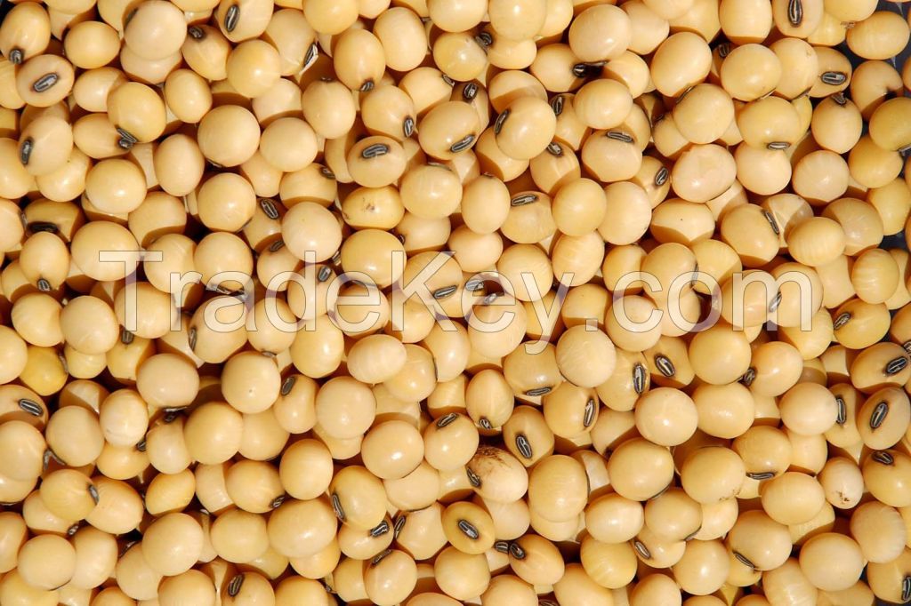 Soybeans