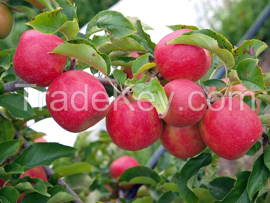 Fresh Apples