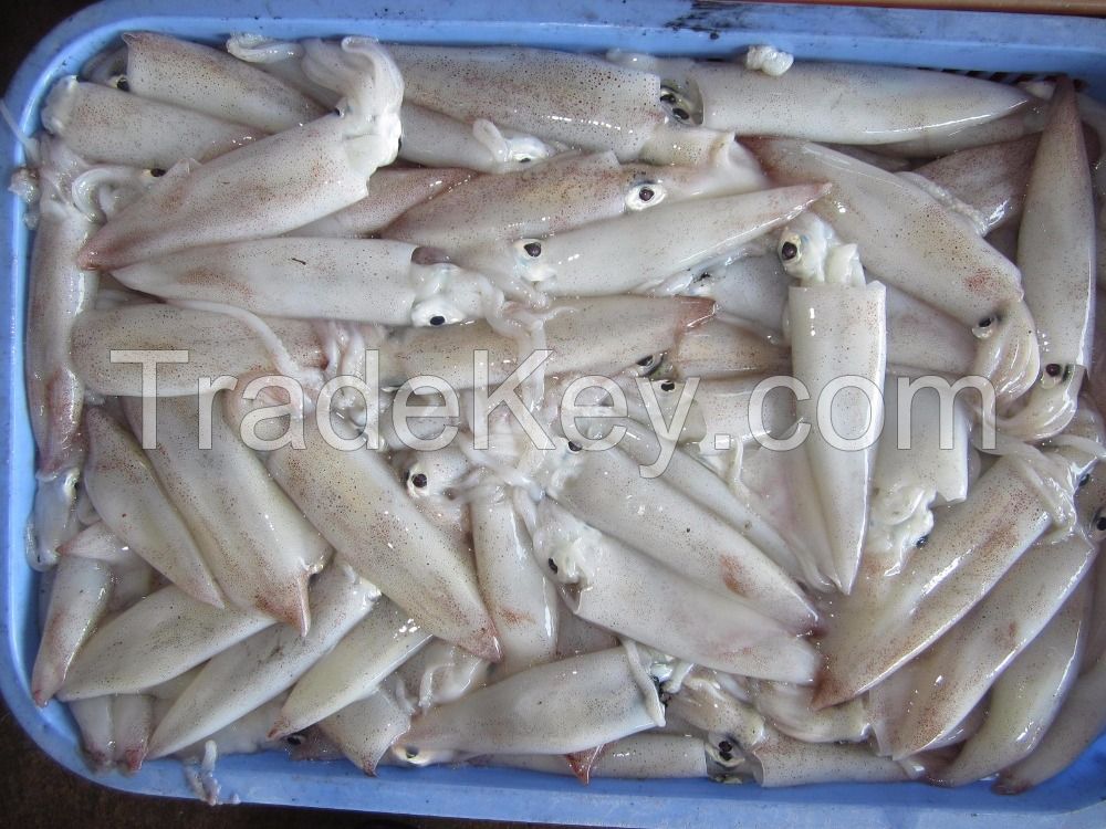 Frozen Squid Whole (Thondi)