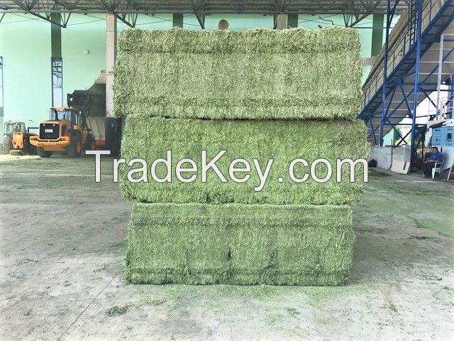 Quality Alfafa Hay for Animal Feeding Stuff Alfalfa / Alfalfa Hay