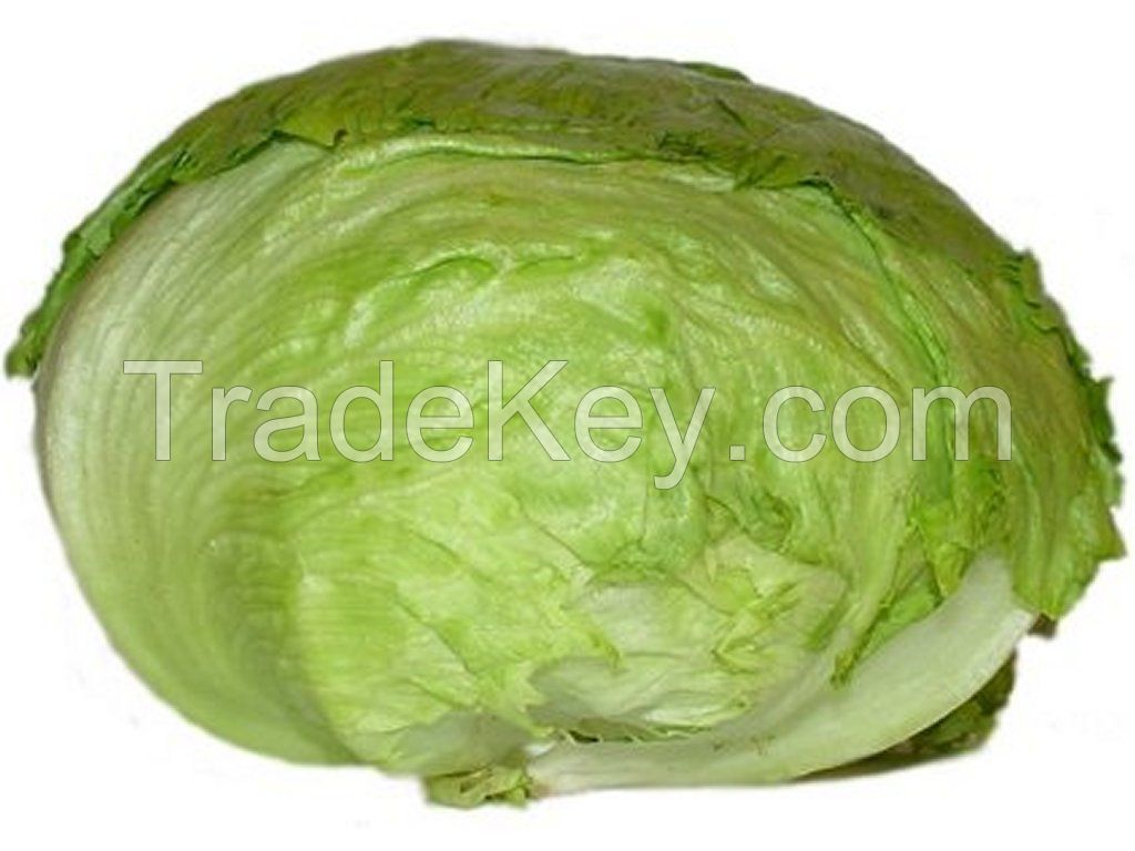 lettuce