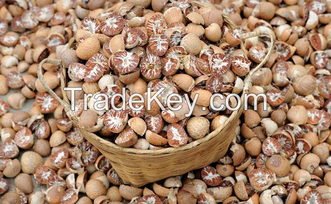 Dried Betel Nut High Quality Big size