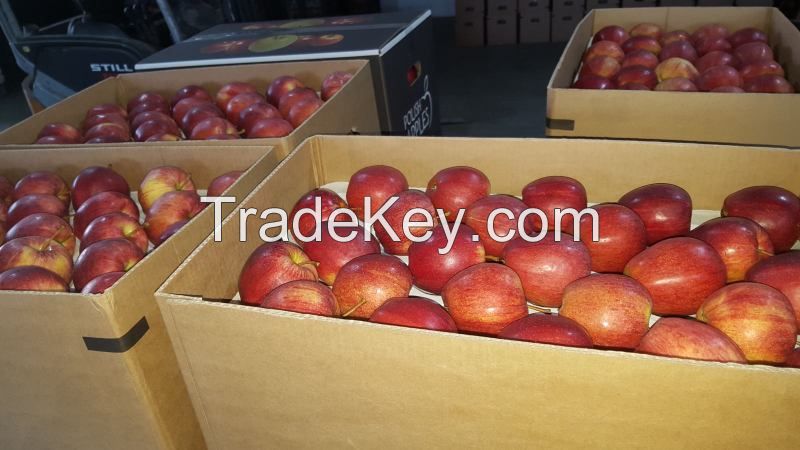 ROYAL GALA APPLES FROM POLAND, EUROPE