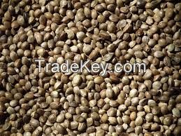 different size above 5.0mm 3.5-5.0mm below 3.5mm High qualtiy HEMP SEEDS