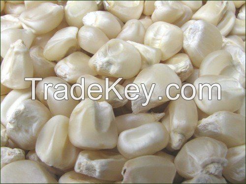 Non GMO White maize/corn for sale and export
