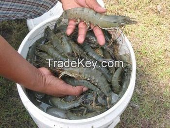 Black Tiger Shrimp