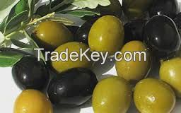 Fresh Olives for sale