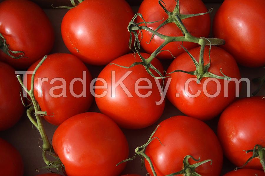 Fresh Tomatoes