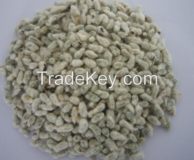 Cotton Seed Hull new crop