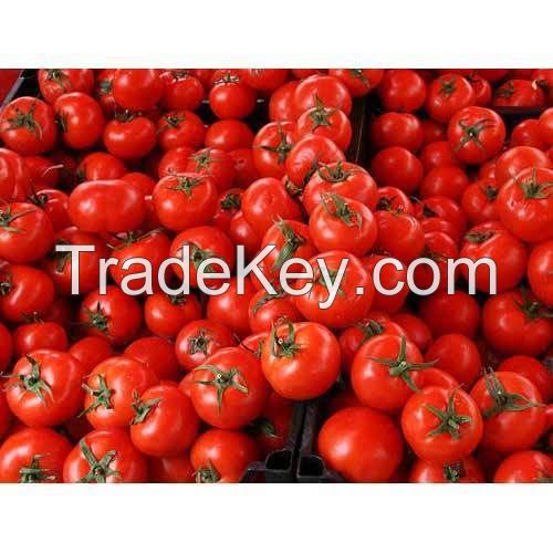 farm specification fresh tomato fresh tomatoes for sale with great price