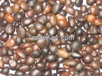 PALM KERNEL NUT