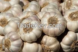 GARLIC